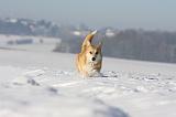 CORGI PEMBROKE 950